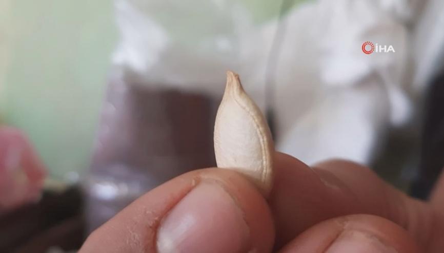Bu çekirdeğin kilosu 5 bin lira