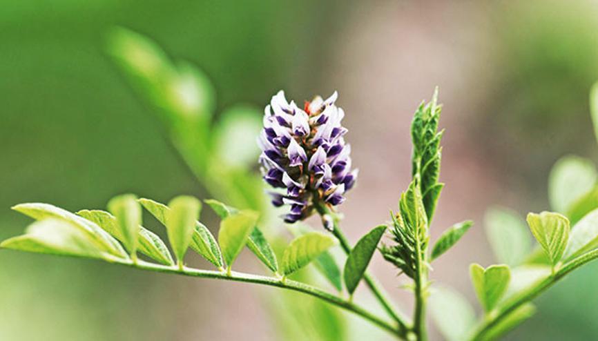 Meyan alarmı... Tarım ilacı ‘radyasyon avcısı’nı bitirdi