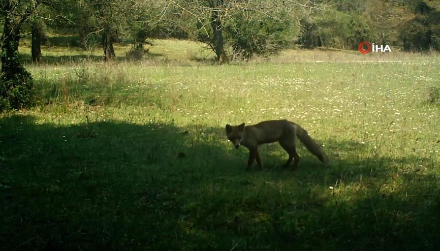 Korona günlerinde hayvanlar alemi kamerada