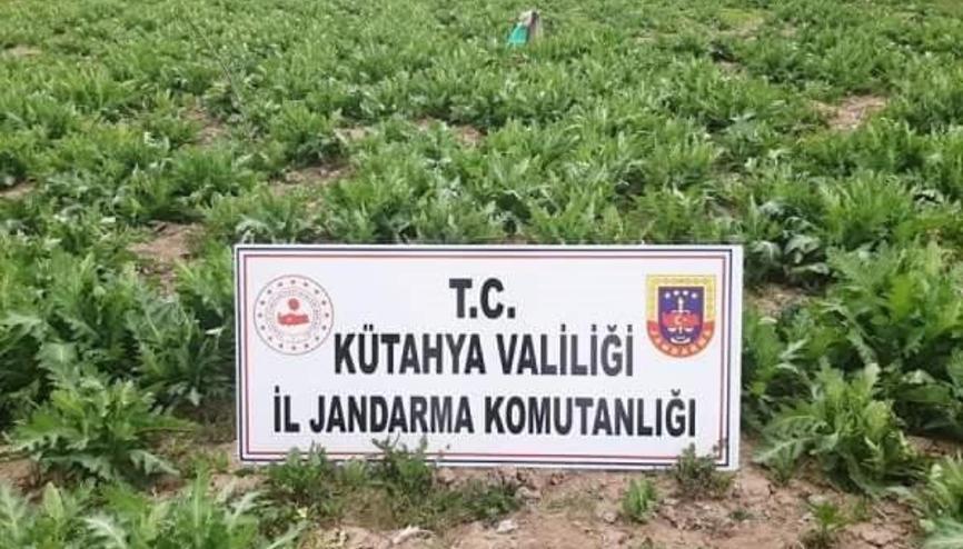 Emet’te 5 bin kök kaçak haşhaş ele geçirildi