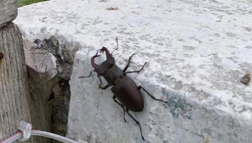 Kırklarelide kırmızı listede yer alan geyik böceği bulundu Kırklarelide kırmızı listede yer alan geyik böceği bulundu