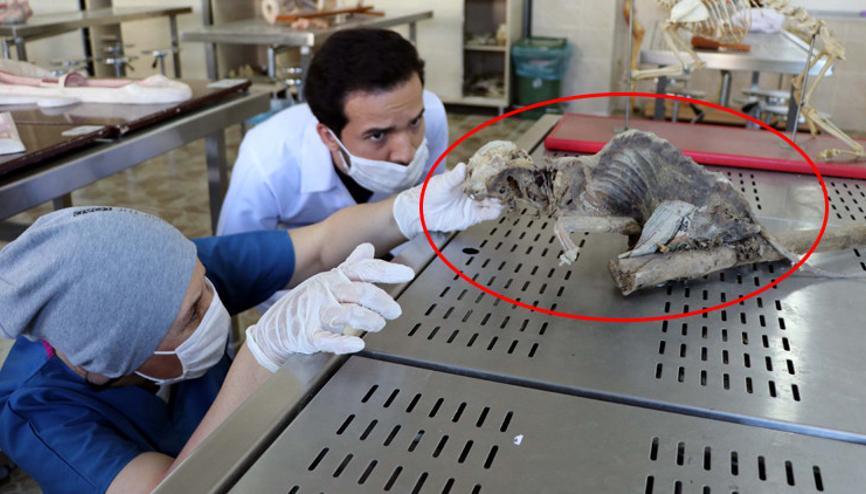 Evinin bodrumunda bulmuştu Ne olduğu ortaya çıktı...