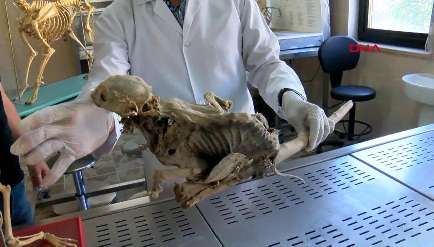 Evin bodrumunda bulunan hayvan iskeleti, sansara ait çıktı