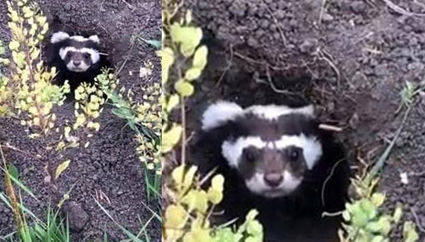Nesli tükenme tehlikesinde... Ardahanda görüntülendi