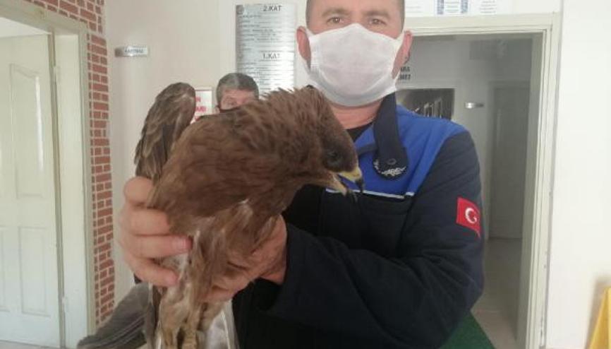 Yaralı olarak bulunan Şahin tedavi altına alındı