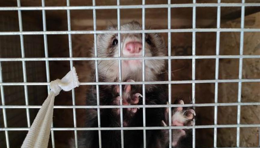 Ankarada feret üretimi yapılan eve baskın