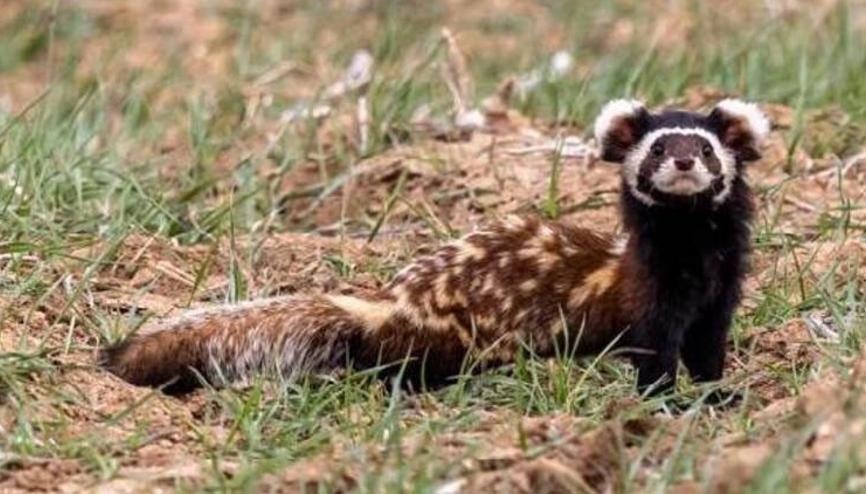 Nesli tükenme tehlikesi altındaki alaca sansar Kütahyada görüldü