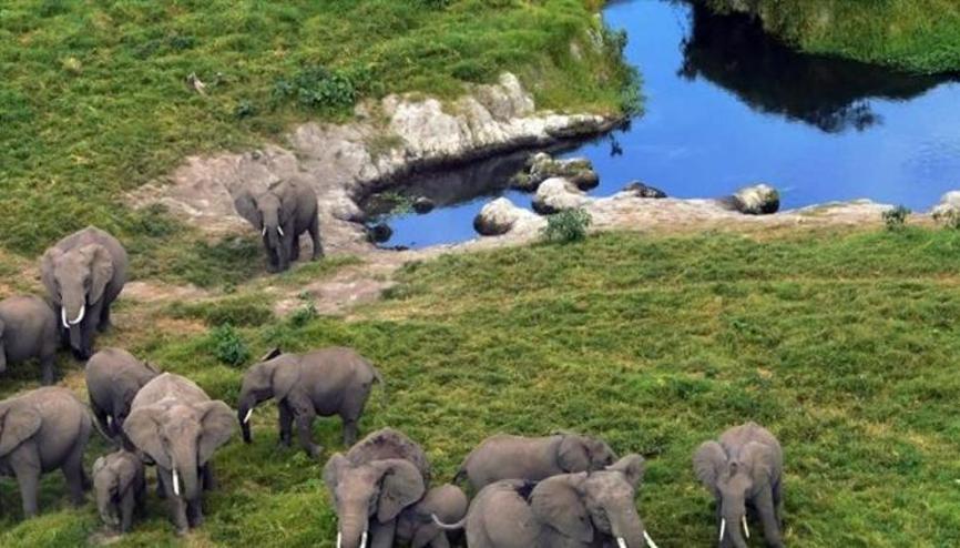 Afrika'nın fil cenneti: Chobe Ulusal Parkı - Son Dakika Dünya Haberleri