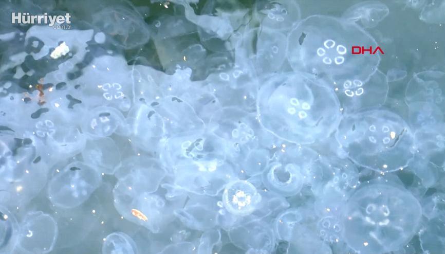 Arnavutköyde denizanası yoğunluğu