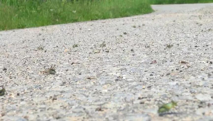 Gümüşhane’de çekirgeler köyü istila etti Gümüşhane’de çekirgeler köyü istila etti