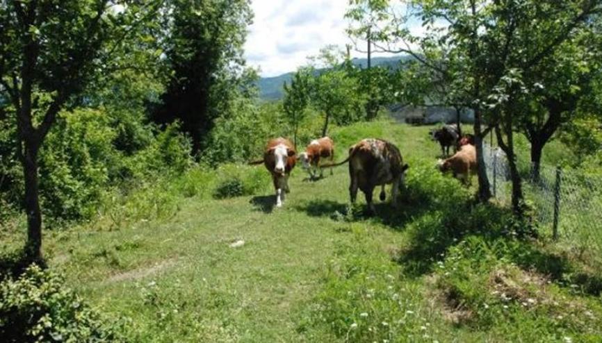 Bartında 4 köy ve beldede şap karantinası