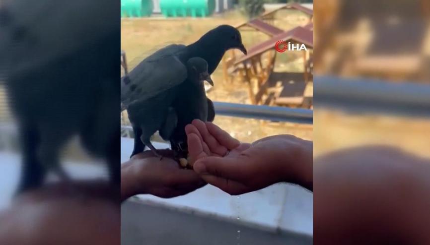 Bayburtta duyarlı vatandaşlar, susayan güvercinlere elleriyle su içirdiler Bayburtta duyarlı vatandaşlar, susayan güvercinlere elleriyle su içirdiler