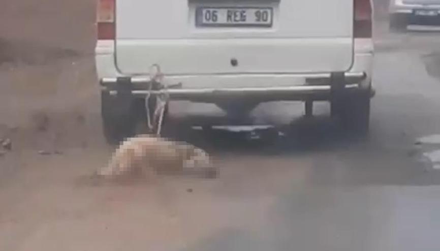 Vahşet Aracına bağladığı köpeği metrelerce sürükleyerek öldürdü Vahşet Aracına bağladığı köpeği metrelerce sürükleyerek öldürdü