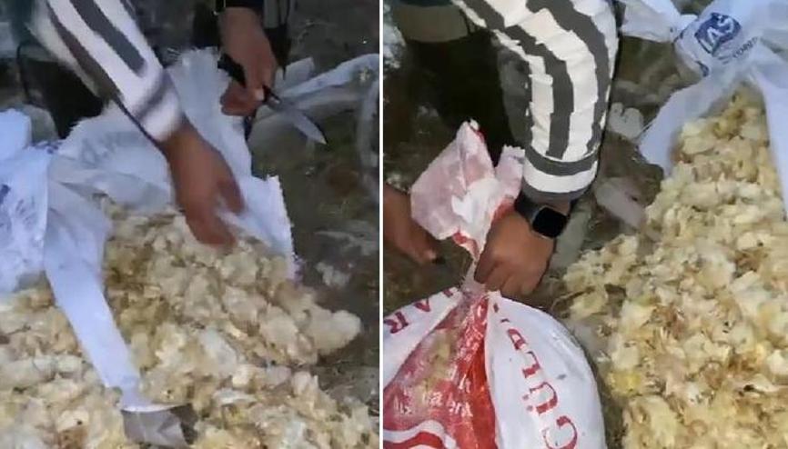 Çuvallardan ses gelince fark edildi... 600 civciv ölü bulundu Soruşturma başlatıldı Çuvallardan ses gelince fark edildi... 600 civciv ölü bulundu Soruşturma başlatıldı