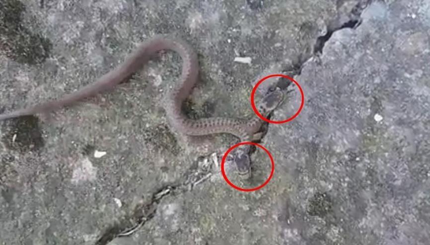 Çift başlı yılan görenleri hayrete düşürdü Çift başlı yılan görenleri hayrete düşürdü