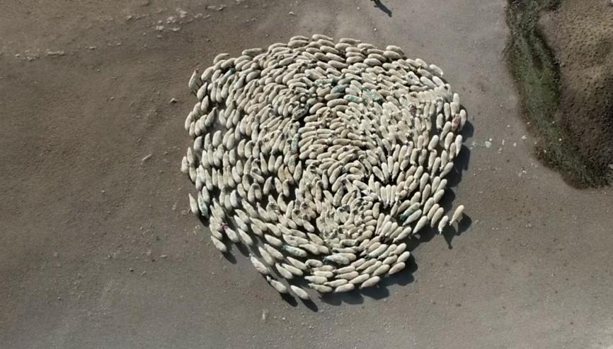 Koyun sürüsü durmadan döndü, Çin’deki görüntüler akıllara geldi Koyun sürüsü durmadan döndü, Çin’deki görüntüler akıllara geldi