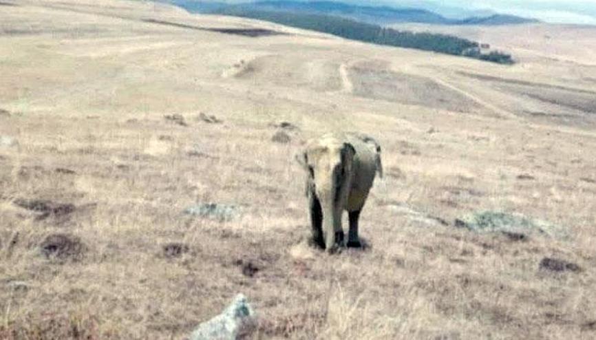 Son dakika: Ardahanda çobanın çektiği fil fotoğrafı ortalığı karıştırmıştı Valilik açıklaması gerçeği ortaya çıkardı Son dakika: Ardahanda çobanın çektiği fil fotoğrafı ortalığı karıştırmıştı Valilik açıklaması gerçeği ortaya çıkardı