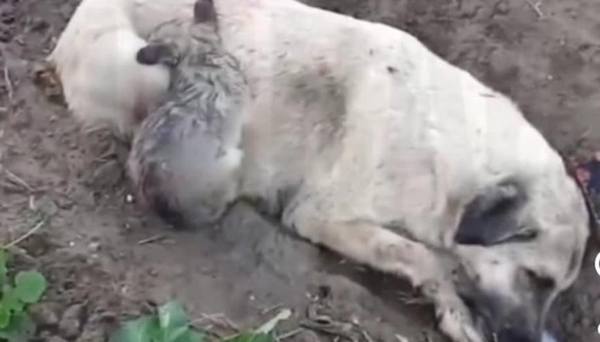 Vicdansızlar Köpek ve yavrularını zehirlediler Vicdansızlar Köpek ve yavrularını zehirlediler