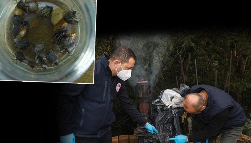 Karadeniz’in yeni kabusu Fındık rekoltesine yüzde 10 zarar verdi... 1 milyar dolarlık kayıp Karadeniz’in yeni kabusu Fındık rekoltesine yüzde 10 zarar verdi... 1 milyar dolarlık kayıp
