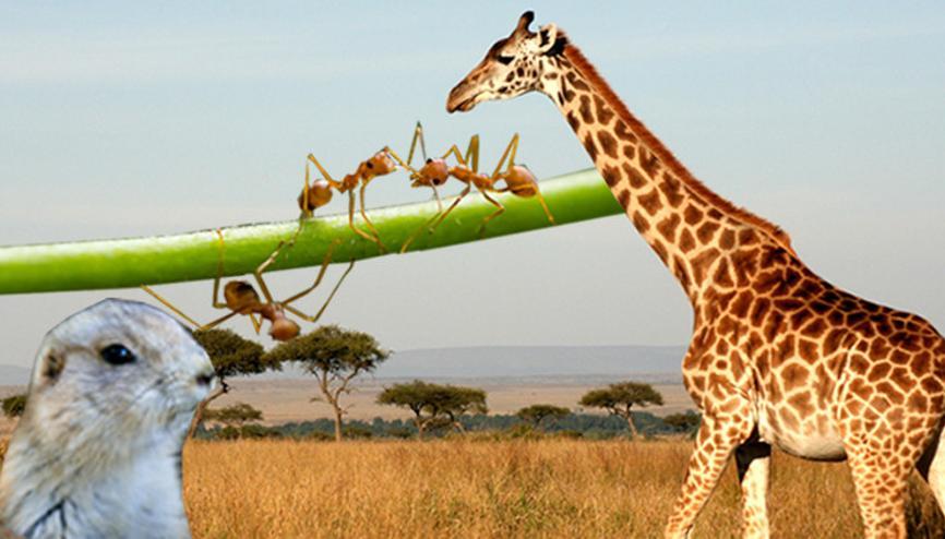 Zürafaların muhteşem matematik yetenekleri olduğunu biliyor muydunuz Ya da karıncaların aynada kendini tanıyabildiklerini İşte hayvan zekasının az bilinen ve şaşkına çeviren dehası…