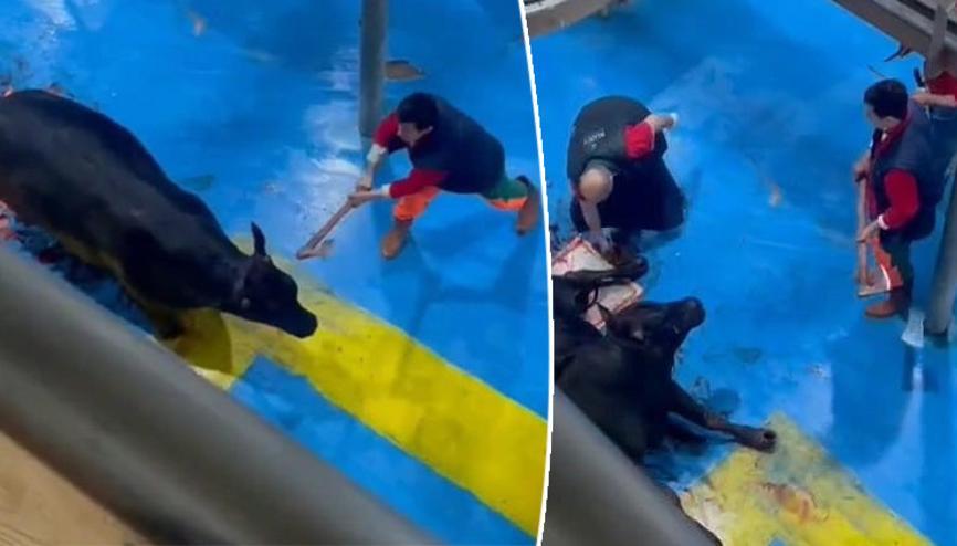 Amasyada et entegre tesisinde hayvana işkence Görüntüler dehşete düşürdü: 5 gözaltı