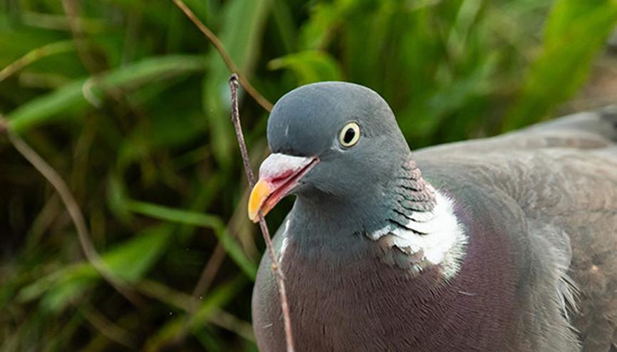 Güvercin pisliği 3 saat bekletti