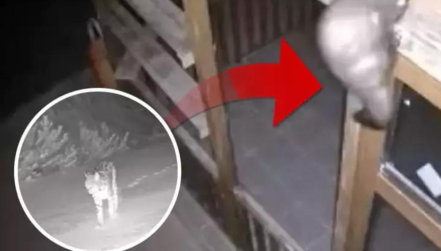 İzleyince şaşkına döndüler: Bağ evine girmeye çalışırken görüntülendiler