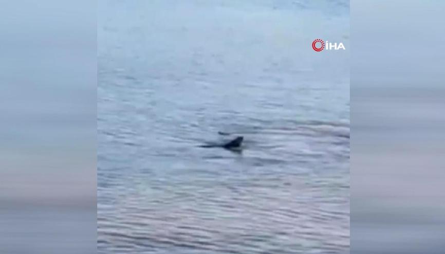 Datça’da kıyıya yakın bölgede iki köpek balığı görüldü Datça’da kıyıya yakın bölgede iki köpek balığı görüldü