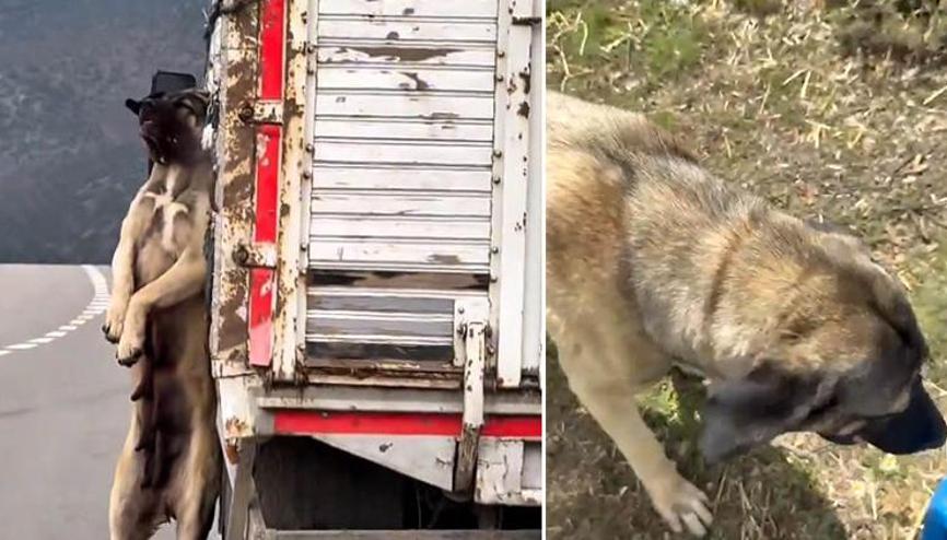 Yozgatta tepki çeken görüntü Kasasında köpek iple asılı halde seyrederken görüntülenen kamyonetin sürücüsüne adli işlem Yozgatta tepki çeken görüntü Kasasında köpek iple asılı halde seyrederken görüntülenen kamyonetin sürücüsüne adli işlem