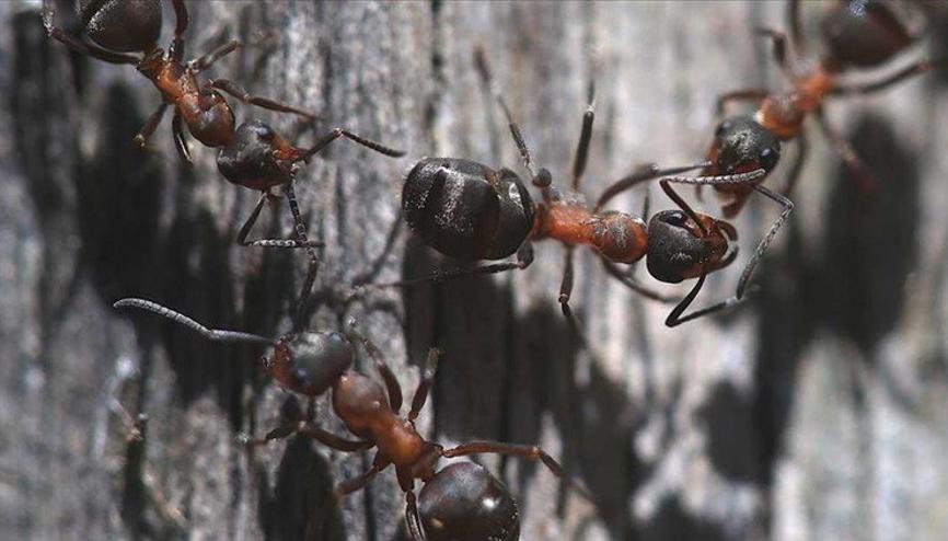 Karınca kaçakçılarına 7 bin 700 dolar ceza