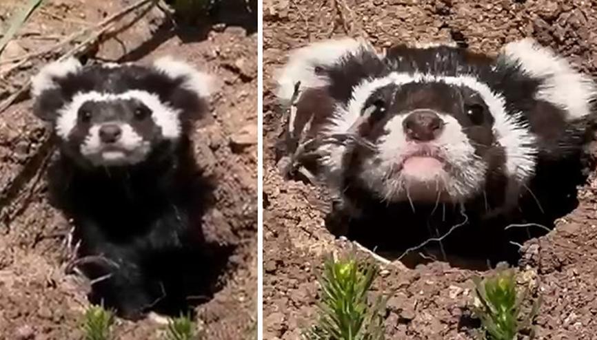 Nesli tükenme riski yüksek türler arasında: Sivastaki köyde görüntülendi