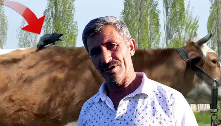 Şüphelenince izlemeye almıştı: Kargaların ineğinden faydalanarak yaptığını görünce şaşkına döndü Şüphelenince izlemeye almıştı: Kargaların ineğinden faydalanarak yaptığını görünce şaşkına döndü