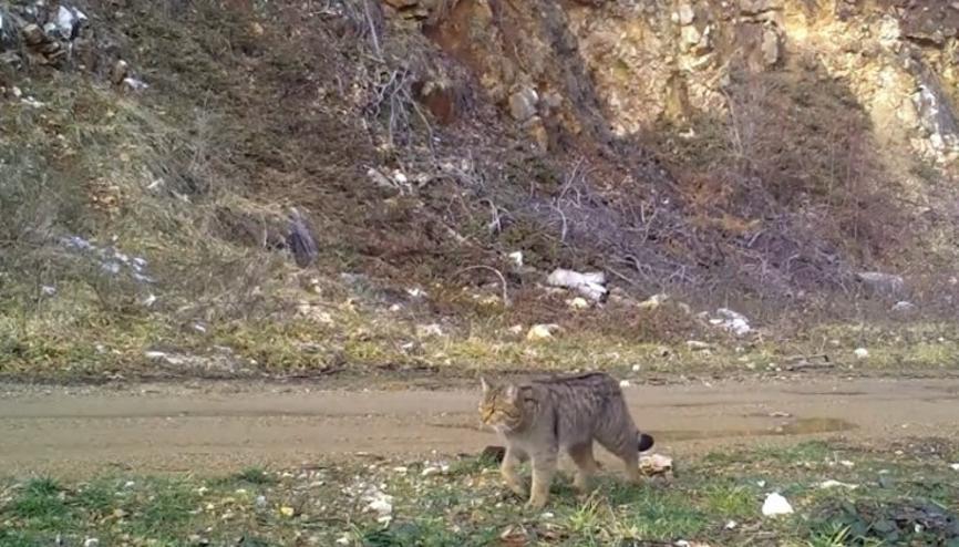 Nesli tehlike altındaki tür Bursada fotokapana yakalandı | Dinlendi, yerlerde yuvarlanıp keyif yaptı Nesli tehlike altındaki tür Bursada fotokapana yakalandı | Dinlendi, yerlerde yuvarlanıp keyif yaptı