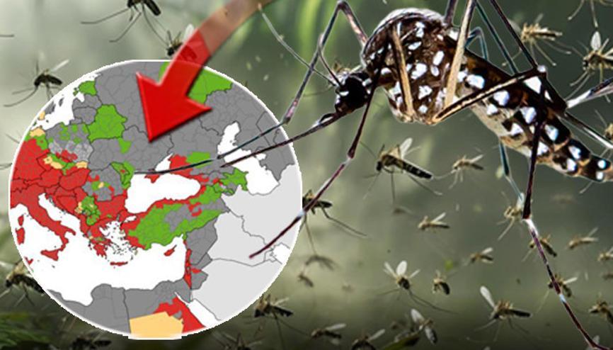 Chikungunya ateşi yayılıyor Tüm Ege ve Karadeniz sahili kırmızı alanda Küresel bir salgına dönüşür mü Chikungunya ateşi yayılıyor Tüm Ege ve Karadeniz sahili kırmızı alanda Küresel bir salgına dönüşür mü