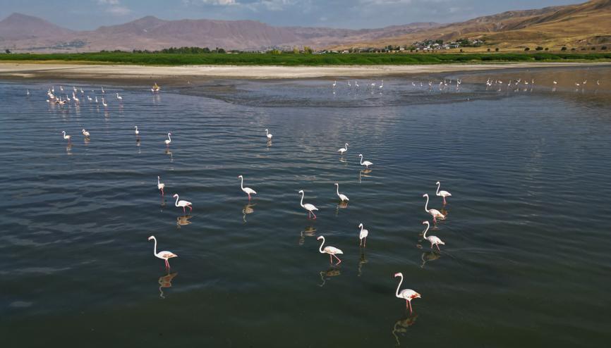 Flamingolar Van Gölüne renk katıyor Flamingolar Van Gölüne renk katıyor