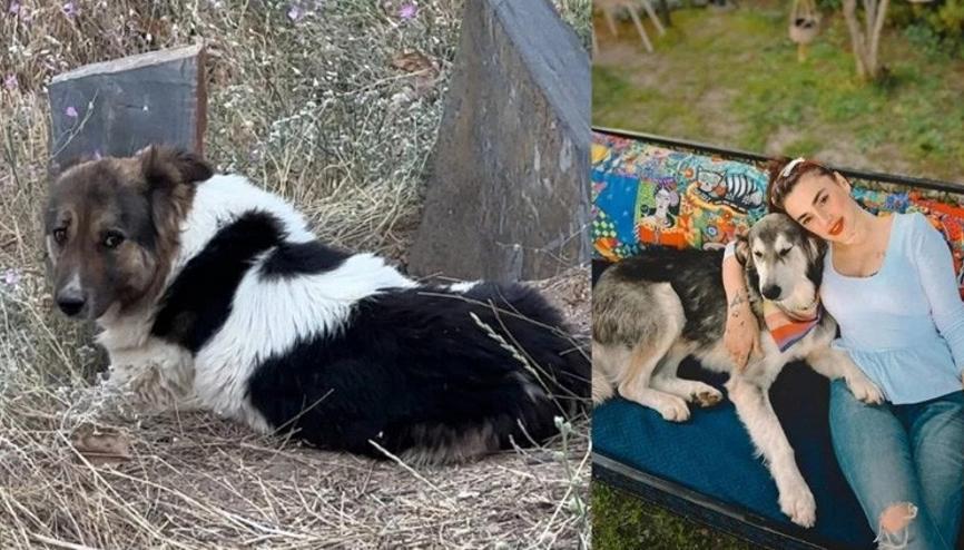 Vefat eden sahibinin mezarı başından ayrılmayan köpek, Ceylan Ertem tarafından sahiplendi Vefat eden sahibinin mezarı başından ayrılmayan köpek, Ceylan Ertem tarafından sahiplendi