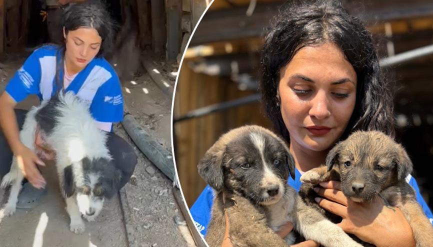 Bursadaki orman yangınında kaçıp 7 yavrusuyla maden ocağına sığınmış Bursadaki orman yangınında kaçıp 7 yavrusuyla maden ocağına sığınmış