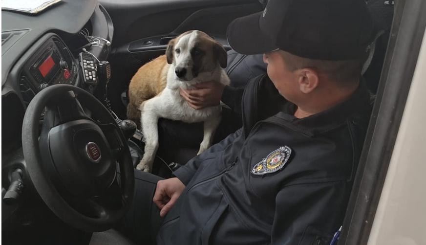 No man left behind: Officers take stray dog with them as they move to new police station
