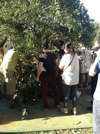Polis: Kim ister ki ağacın kesilmesini