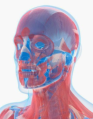 Yüz şeklini belirleyen genlerin gizemi çözülüyor