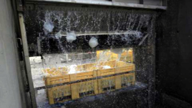 Zehirli denizanalarına büyük takip