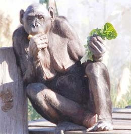 Jinsiy olatni vazelin bilan yoglang Qahvaxonada porno