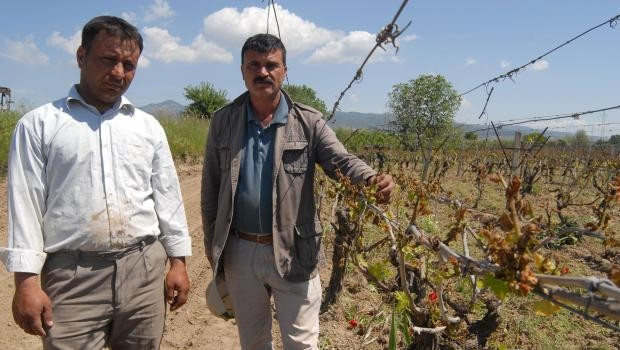 Manisada 340 bin dekar bağ bir gecede dondu