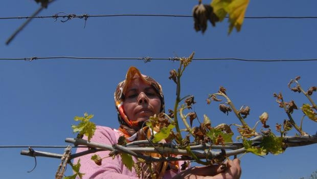 Manisada 340 bin dekar bağ bir gecede dondu