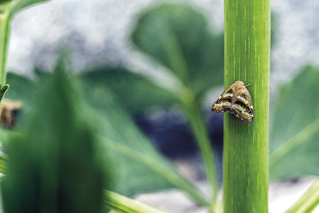 Murat Germen bu kezeylemci bir sanatçı