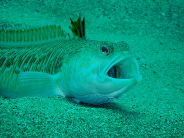 Bu günlerde olabilecek tehlikeli karşılaşmalar