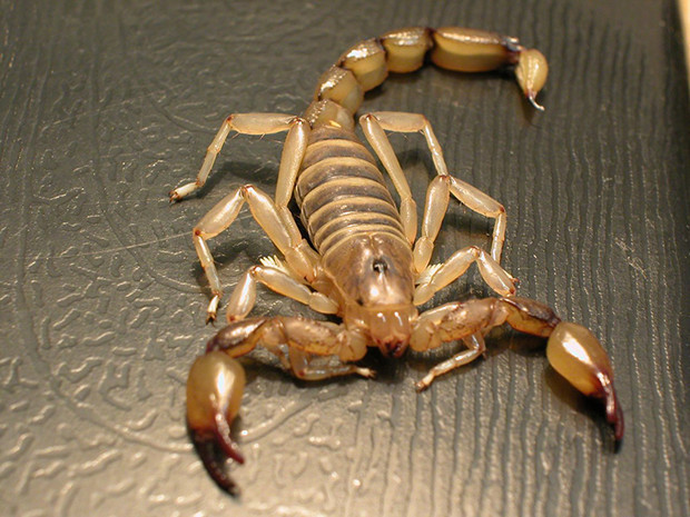 Bu günlerde olabilecek tehlikeli karşılaşmalar