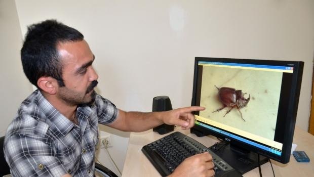Yüksekovada gergedan böceği bulundu