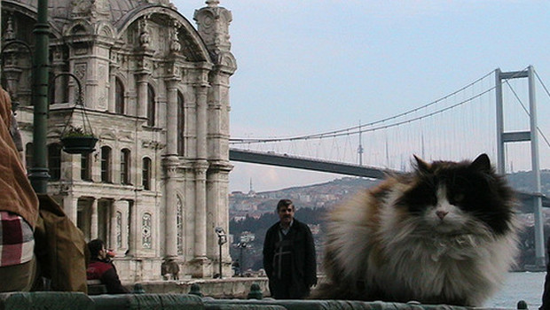 Sokak hayvanlarına sadece üzülmek yetmiyor