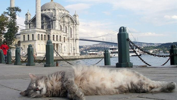 Sokak hayvanlarına sadece üzülmek yetmiyor